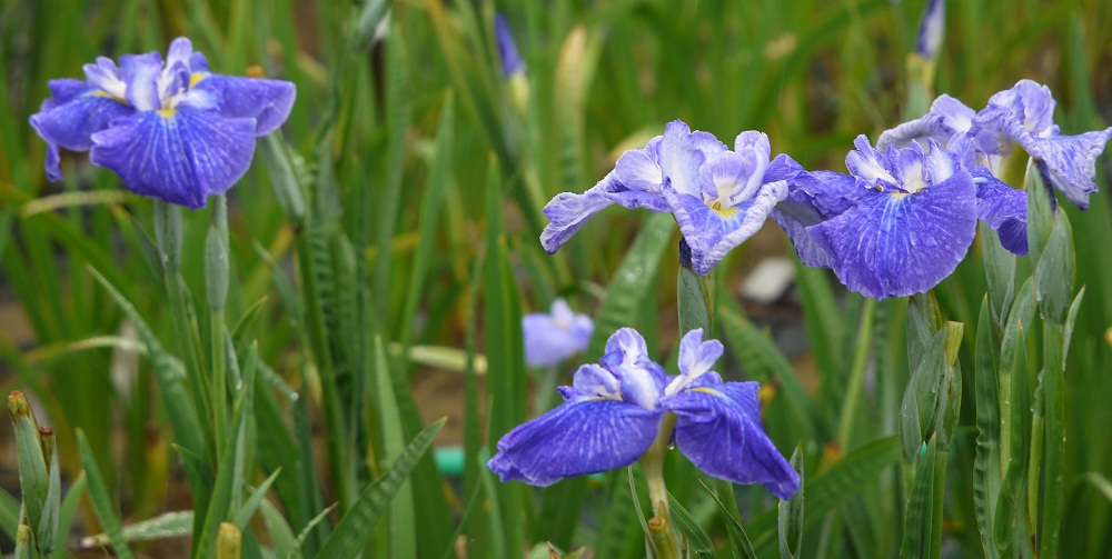 北潟湖畔花菖蒲園_d0203850_1984599.jpg