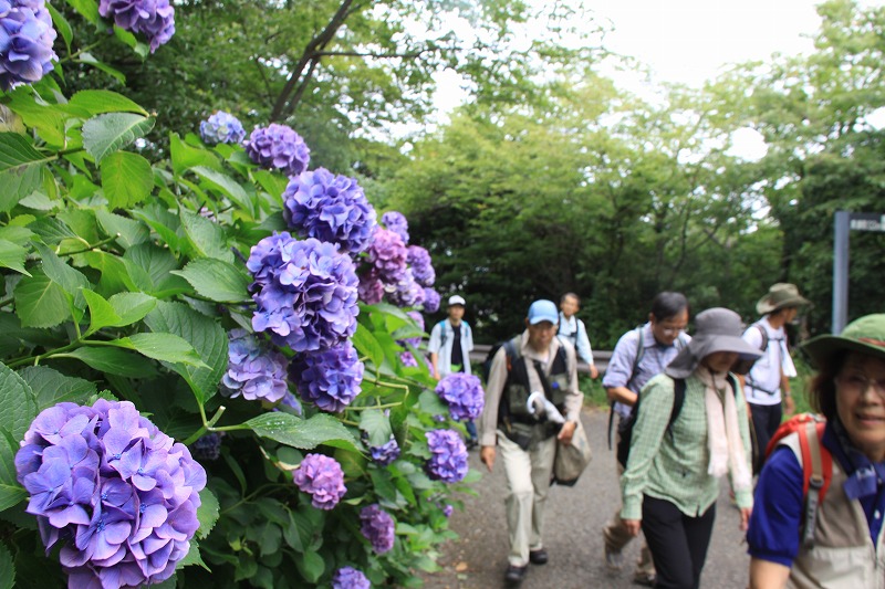 香貫山の自然観察_f0155954_9185967.jpg