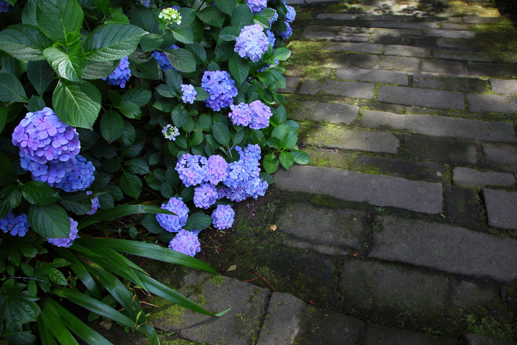 鎌倉　妙本寺_c0299360_23135186.jpg