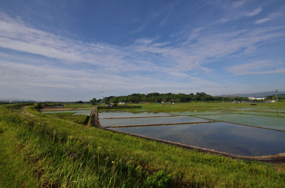 早朝散歩 流れ橋2_e0164563_12135365.jpg