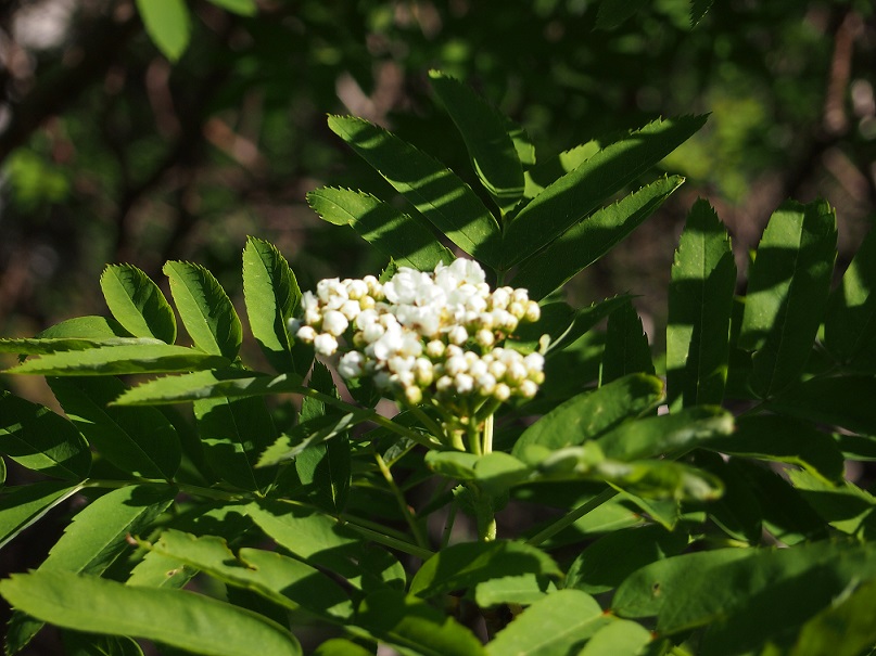 b0281366_1682787.jpg