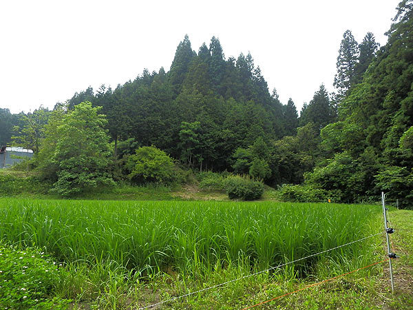 7月1日の田んぼ(月光原小・西根小)_d0247484_15472140.jpg