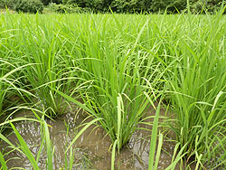 7月1日の田んぼ(月光原小・西根小)_d0247484_1547422.jpg