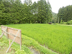 7月1日の田んぼ(月光原小・西根小)_d0247484_15475394.jpg