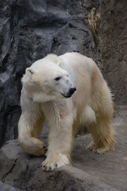 ２０１３年６月旭山動物園　その３（３日目）_a0052986_23415751.jpg