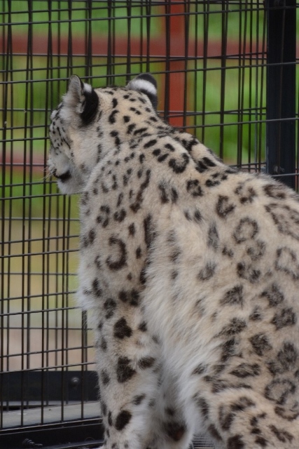 ２０１３年６月旭山動物園　その３（３日目）_a0052986_23543677.jpg