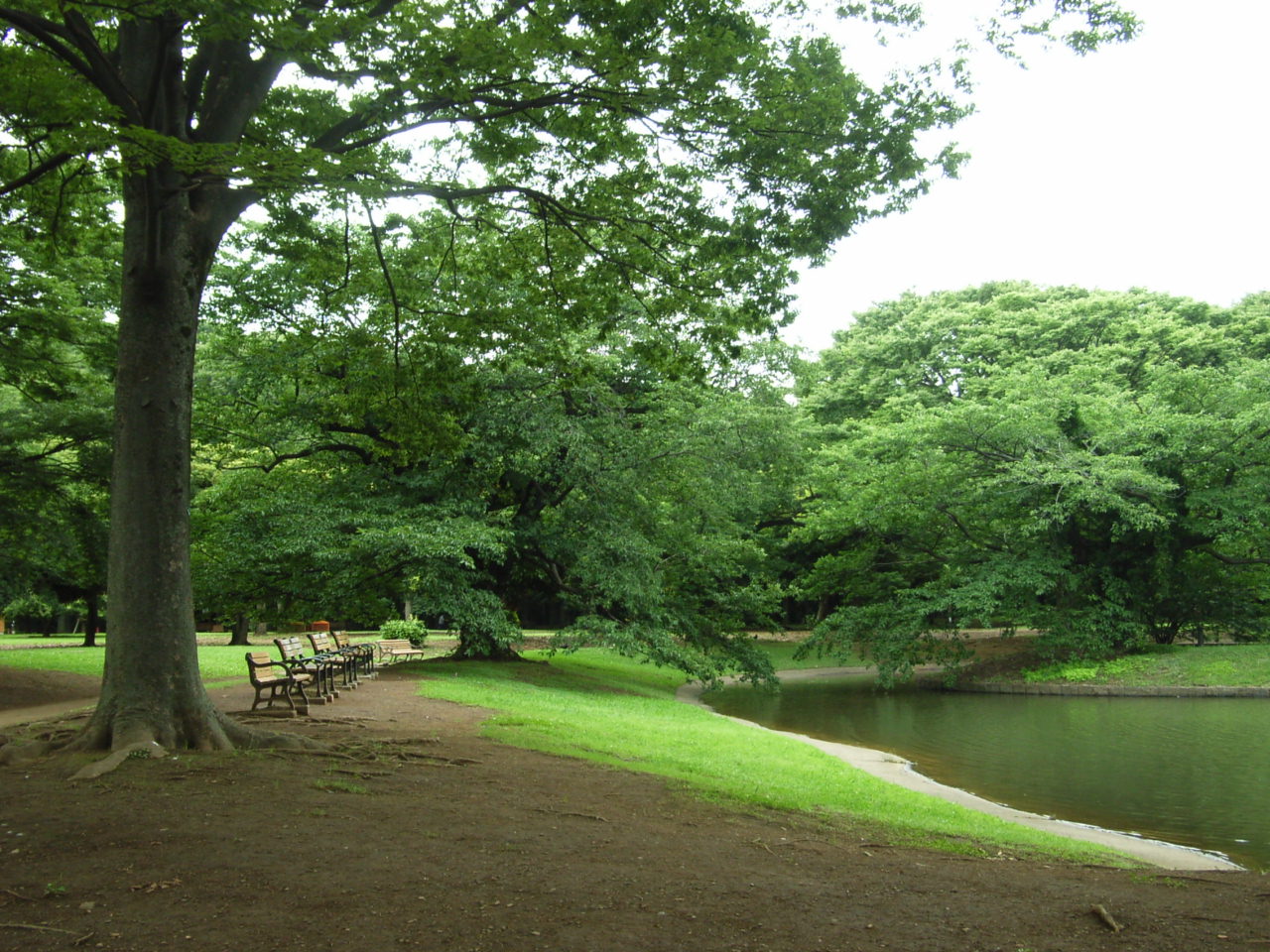 7月1日　代々木公園_e0188287_8131185.jpg