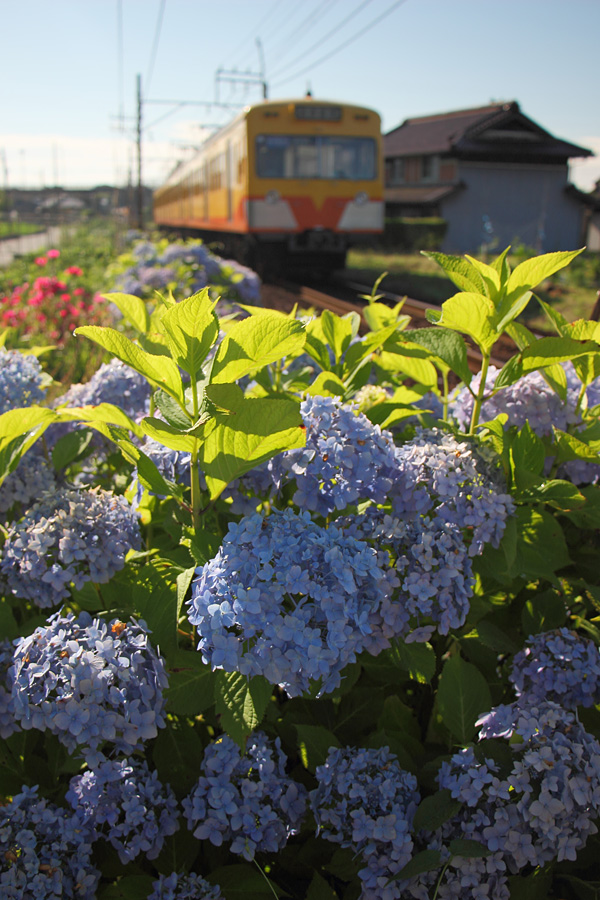 13.06.16：紫陽花と三岐鉄道１_c0007190_1959033.jpg