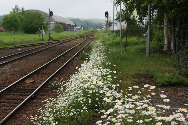 d0181492_00403.jpg