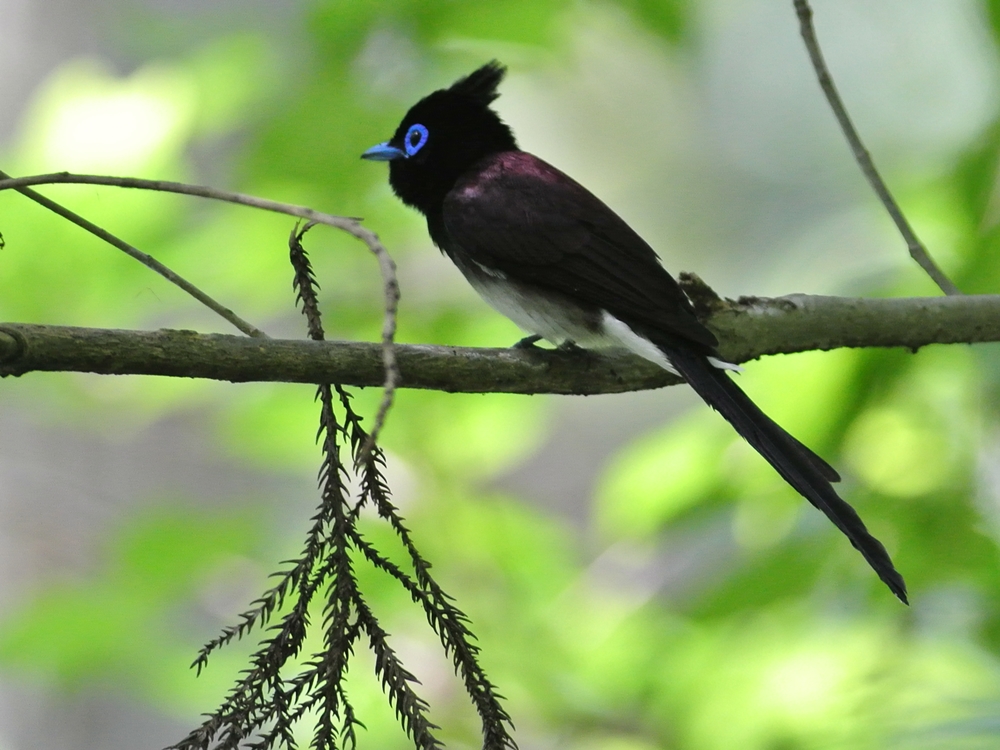 「たまには雄でも」　サンコウチョウ（三光鳥）/Japanese Paradise Flycatcher_a0223993_051825.jpg