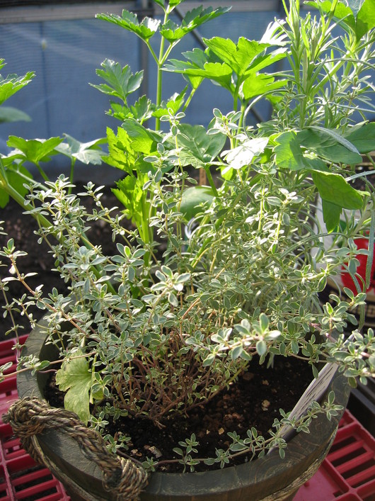 鉢植えでハーブ_a0292194_17404588.jpg