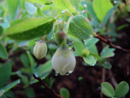 池の平湿原花情報_e0120896_654069.jpg