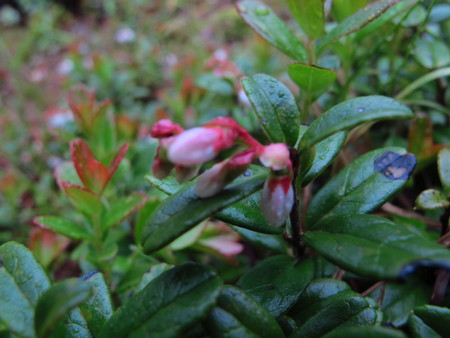 池の平湿原花情報_e0120896_655293.jpg