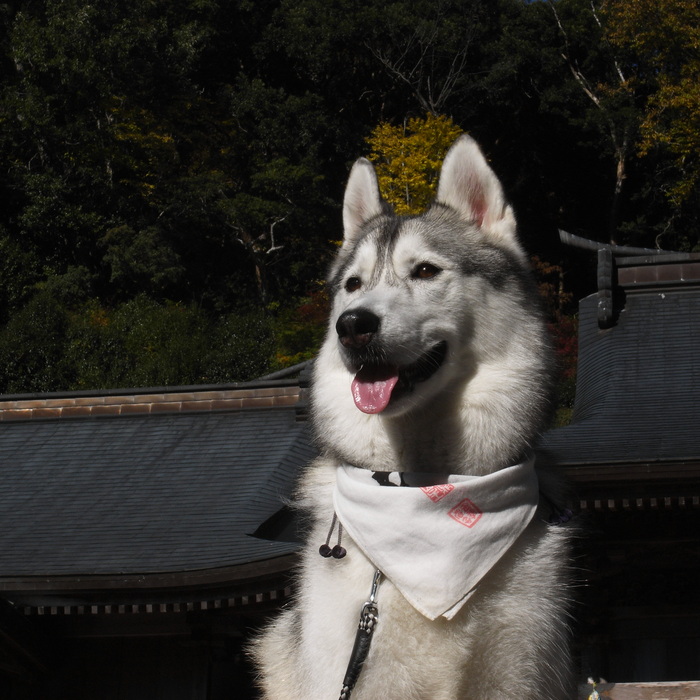 Memory of the second pilgrimage　1200km with husky HANA_c0049299_1726529.jpg