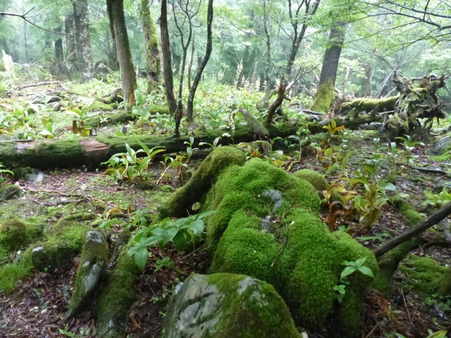 白鳥山（６月３０日）_b0025101_0125527.jpg