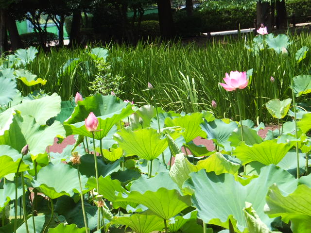 鶴舞公園 つるまこうえん テッキーの山歩き 鶴舞公園 つるまこうえん テッキーの山歩き