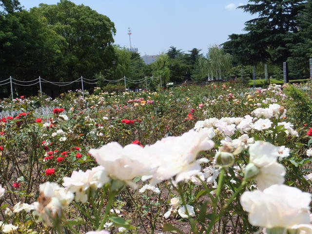 鶴舞公園 つるまこうえん テッキーの山歩き 鶴舞公園 つるまこうえん テッキーの山歩き