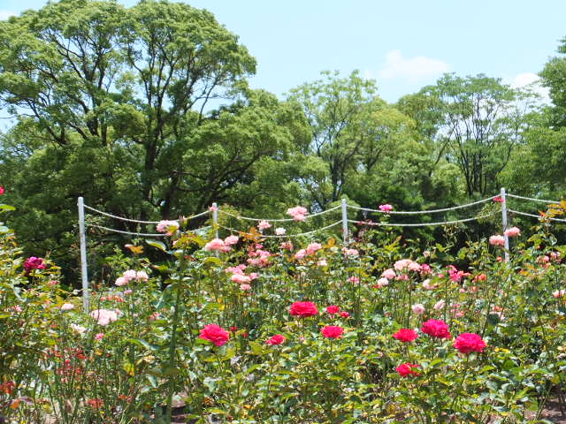 a0271502_13565096.jpg