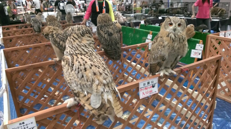 レプタイルズフィーバー 亀職人の趣味部屋