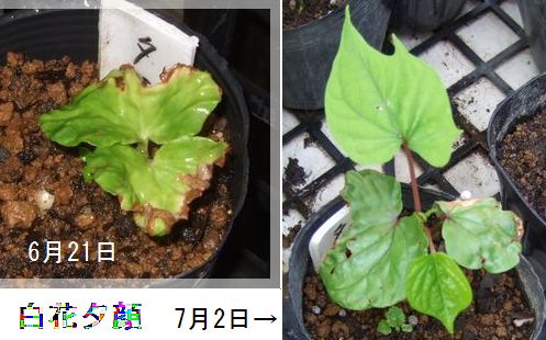 白花夕顔 発芽 パソコン De あれこれ 白花夕顔 発芽 パソコン De あれこれ