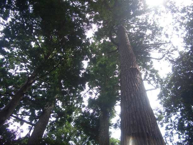 e0033713_8221661.jpg