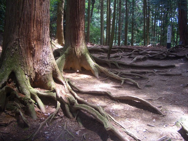 e0033713_8222661.jpg