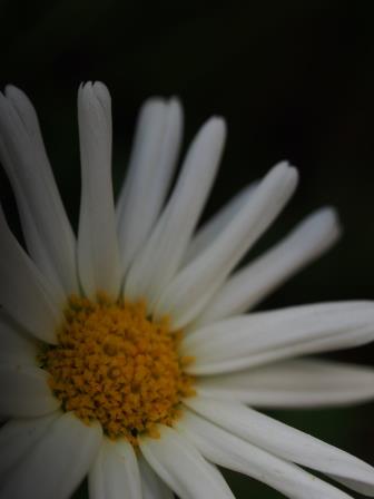 e0113915_96887.jpg