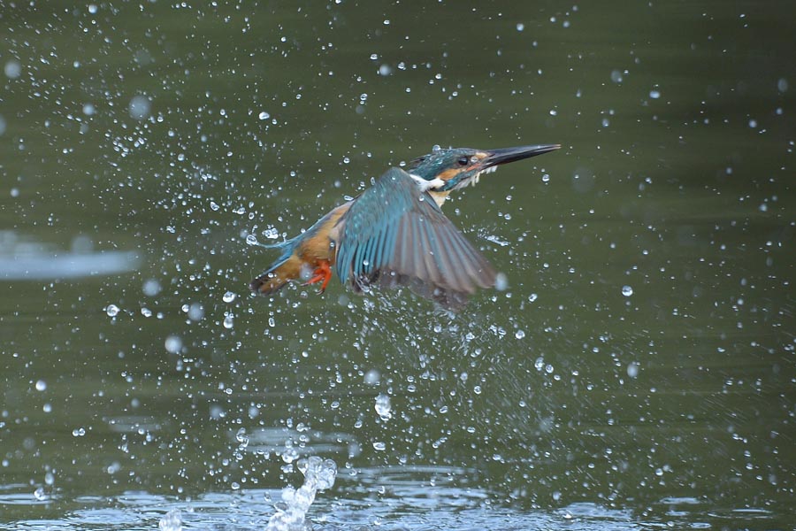 130702 公園での水物など_c0278820_1811117.jpg