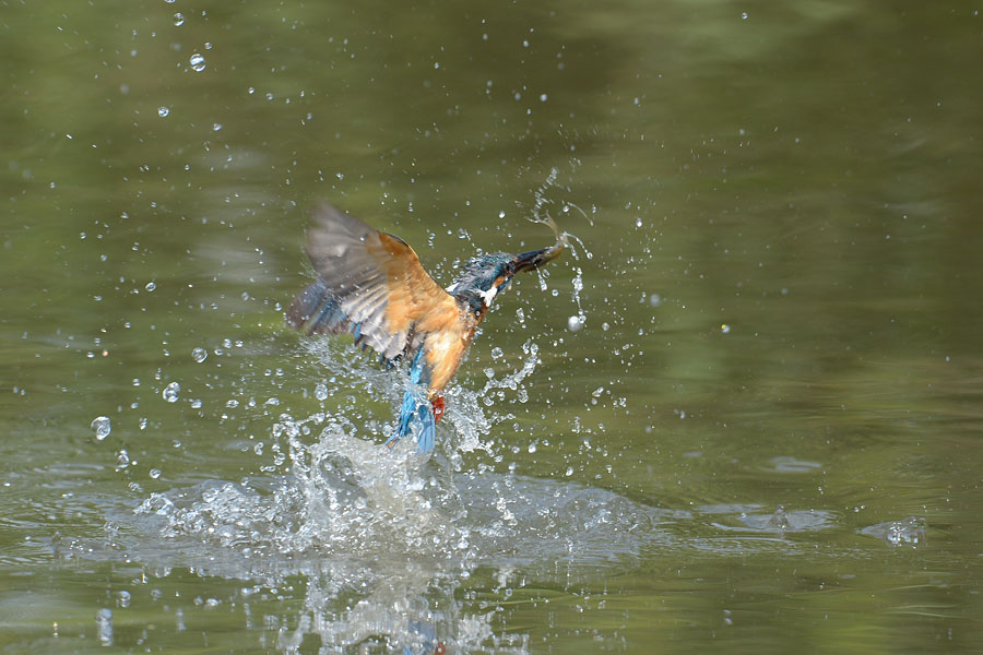 130702 公園での水物など_c0278820_18492027.jpg