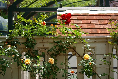 f0170524_6264789.jpg