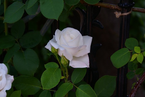 f0170524_6274057.jpg