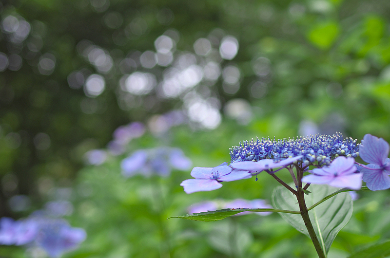 大神山の紫陽花\'13_e0118825_063889.jpg