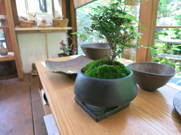 青葉のもみじ_a0197730_10562830.jpg
