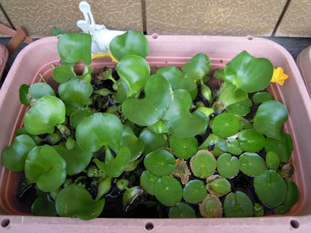 越冬ホテイアオイ開花 花めだか だって おばちゃんだもん
