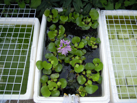越冬ホテイアオイ開花 花めだか だって おばちゃんだもん