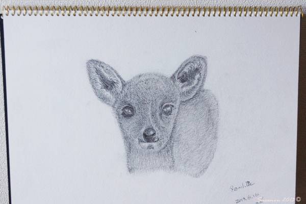 鹿を 描く 東大寺が大好き 鹿を 描く 東大寺が大好き