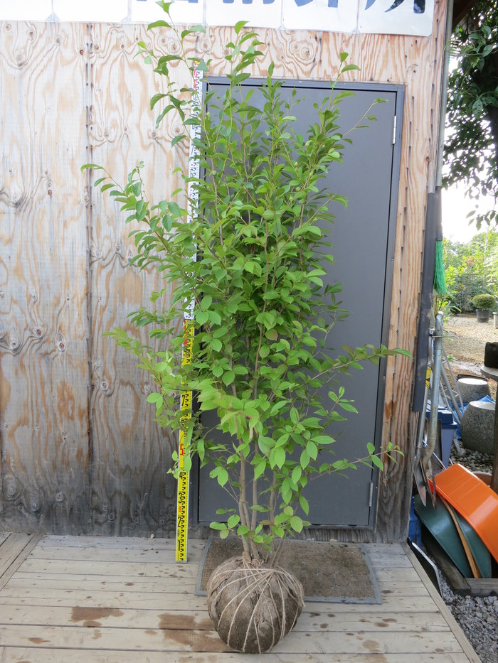シャラ 沙羅の木 ナツツバキ 株立ち 販売 画像 写真 価格 値段 庭木