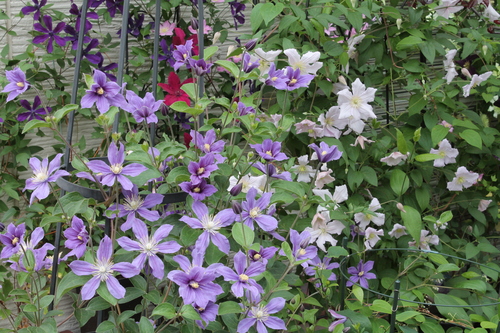 インテグリフォリア系の仕立て方 My Clematis Diary