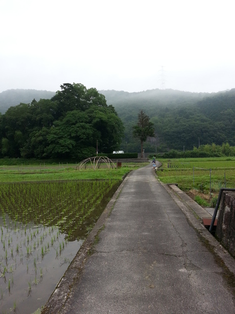 岡山での3日間～2日目～田植え_c0226146_16155135.jpg