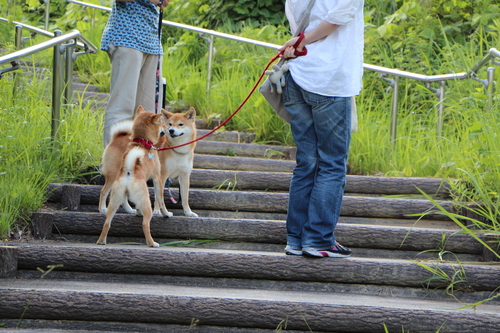 家政婦さんは体育会系_f0245650_838127.jpg