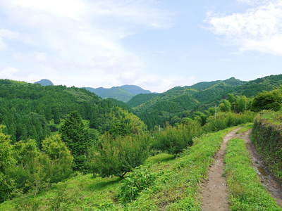 山あいの南高梅 完熟梅の出荷とお礼肥え_a0254656_17412054.jpg