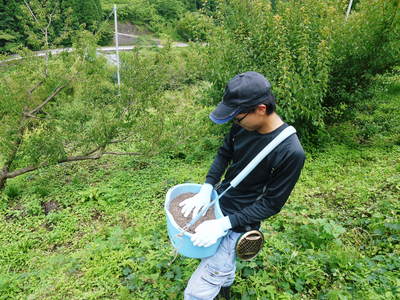 山あいの南高梅 完熟梅の出荷とお礼肥え_a0254656_18145063.jpg