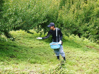 山あいの南高梅 完熟梅の出荷とお礼肥え_a0254656_18312522.jpg
