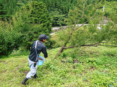 山あいの南高梅 完熟梅の出荷とお礼肥え_a0254656_18325242.jpg