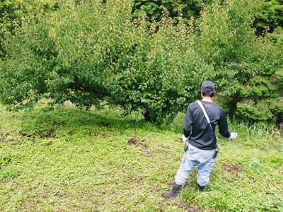山あいの南高梅 完熟梅の出荷とお礼肥え_a0254656_18491513.jpg