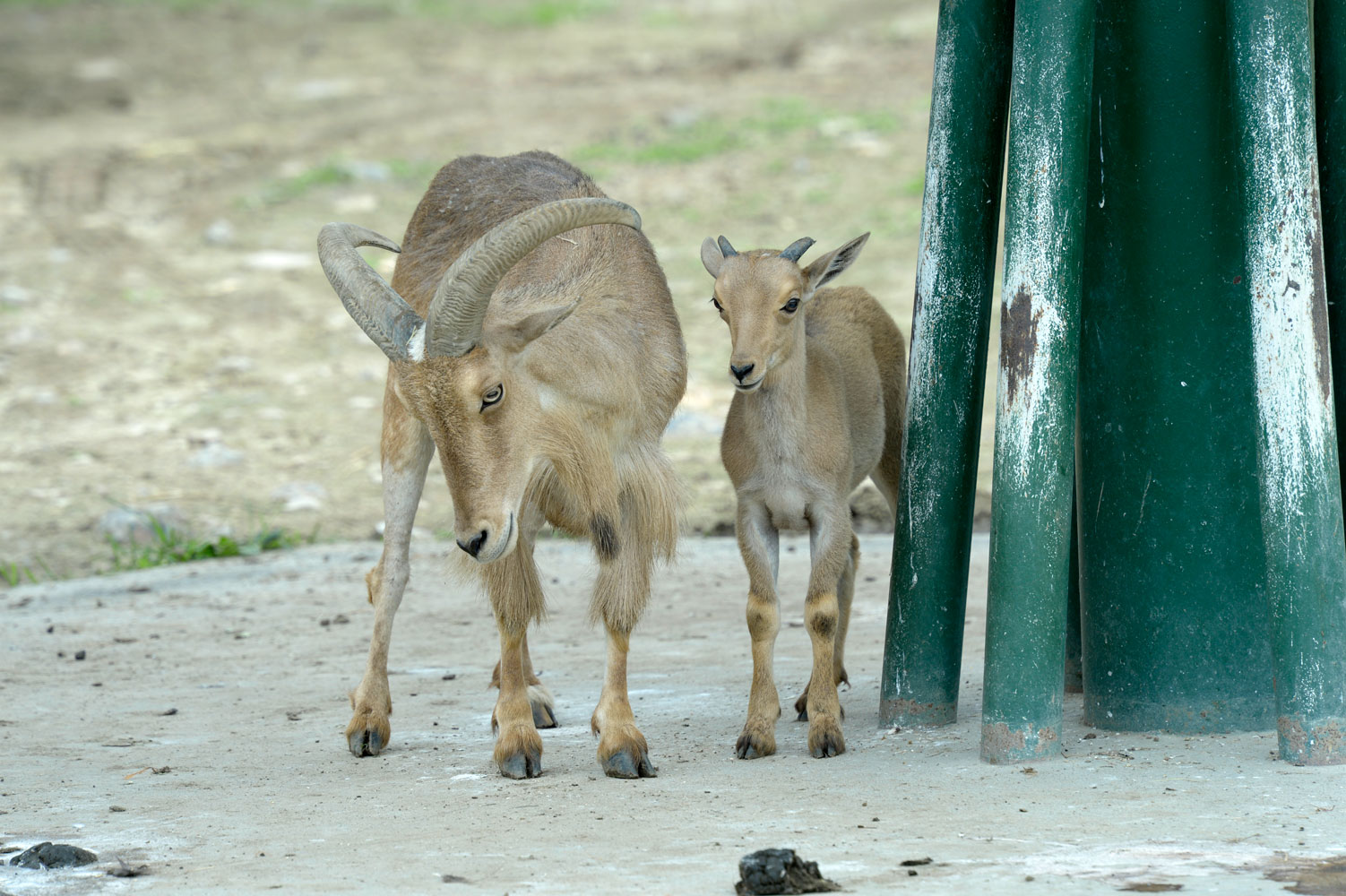 バーバリーシープの赤ちゃん 動物園へ行こう バーバリーシープの赤ちゃん 動物園へ行こう