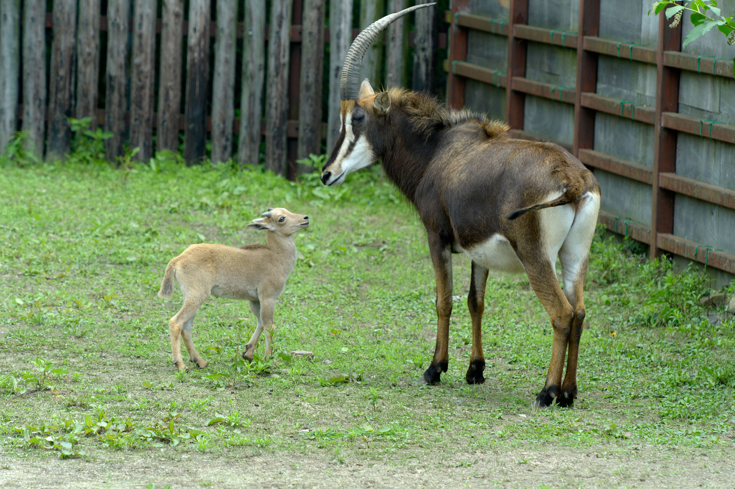 バーバリーシープの赤ちゃん 動物園へ行こう バーバリーシープの赤ちゃん 動物園へ行こう
