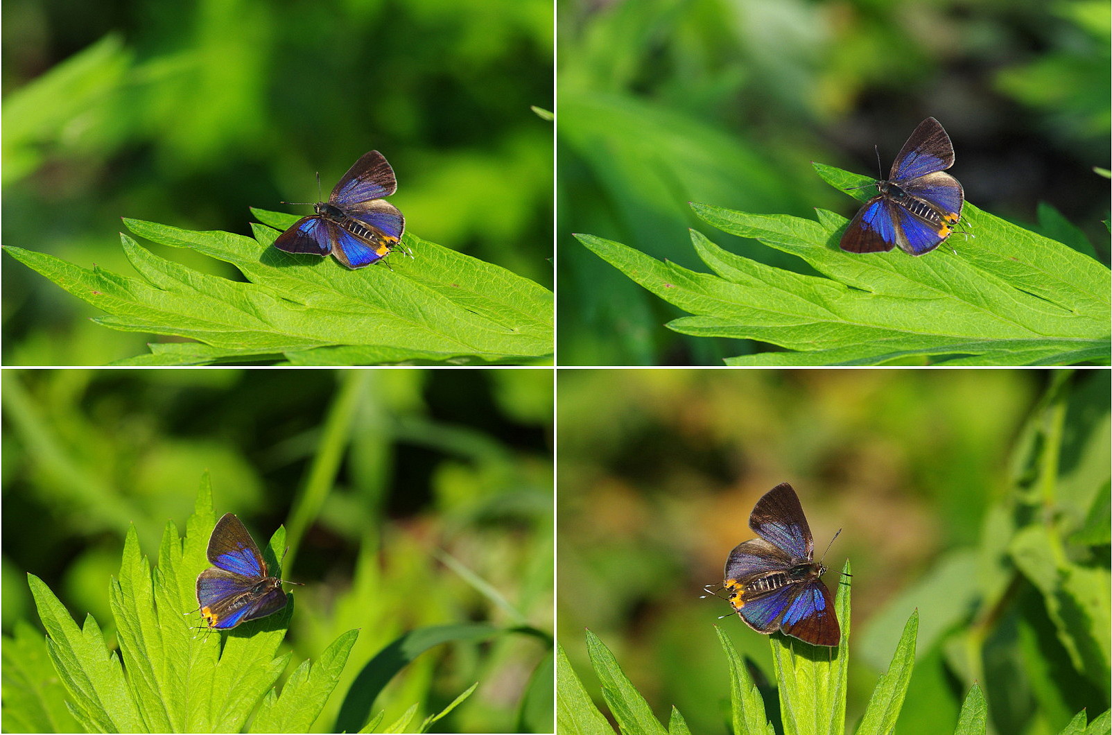 ２０１３．６．２６－２７　福島県・奥会津 （２）　キマダラルリツバメ　　　２０１３．７．２（記）_a0181059_1246345.jpg