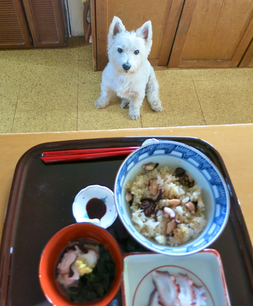 本日は蛸の日です♪_c0260460_188332.jpg