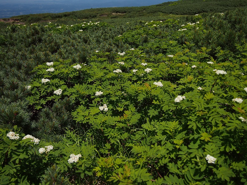 【後編】　初めての十勝連峰縦走♪　富良野岳～上ホロまで。_b0281366_1449435.jpg